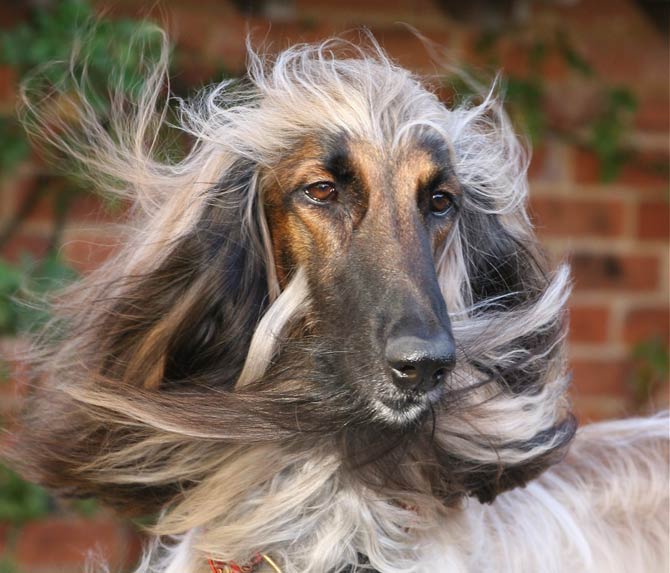 are afghan hounds disobedient