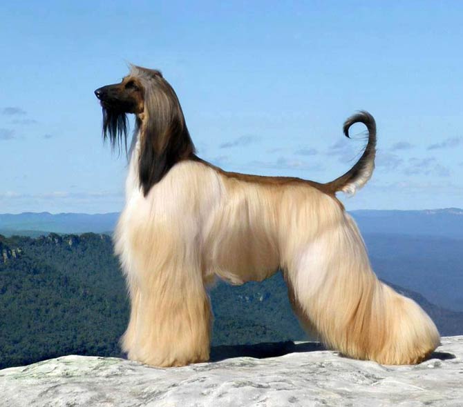 are afghan hounds disobedient