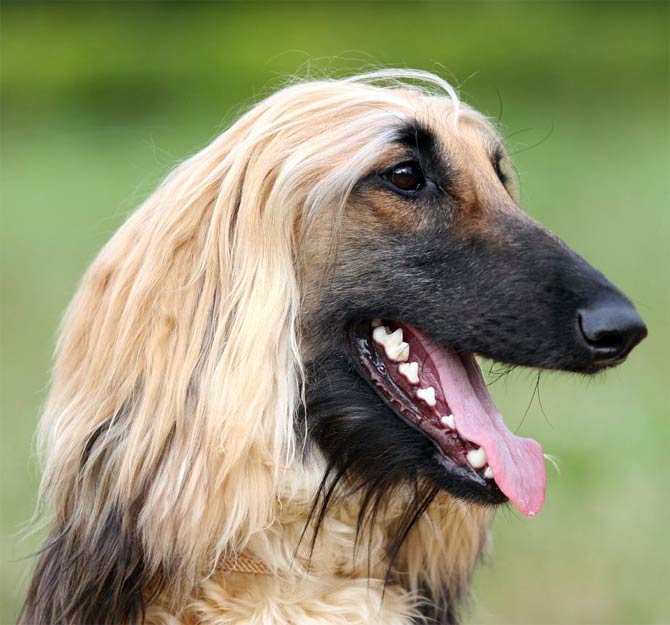 are afghan hounds disobedient