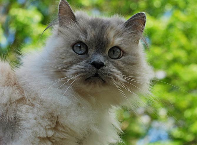 himalayan persian mix cat