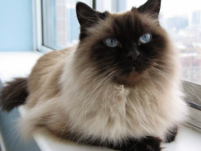 himalayan persian mix cat