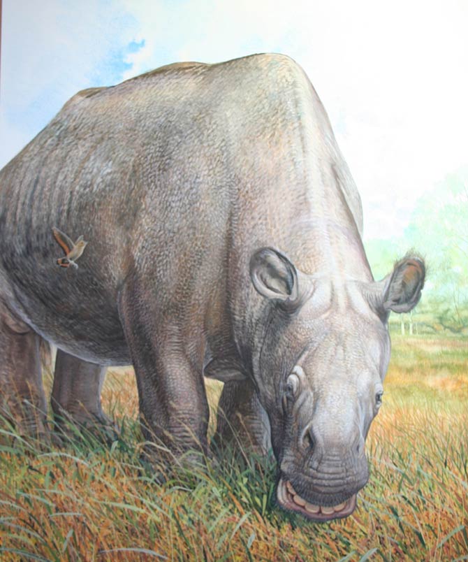 toxodon platensis