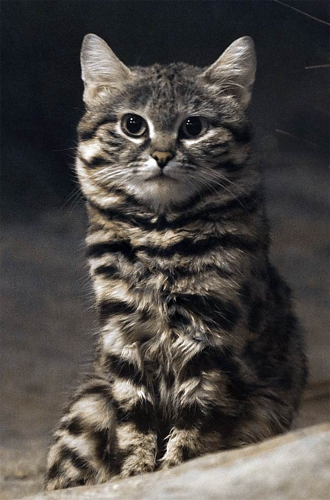 Black footed Cat Felis Nigripes DinoAnimals