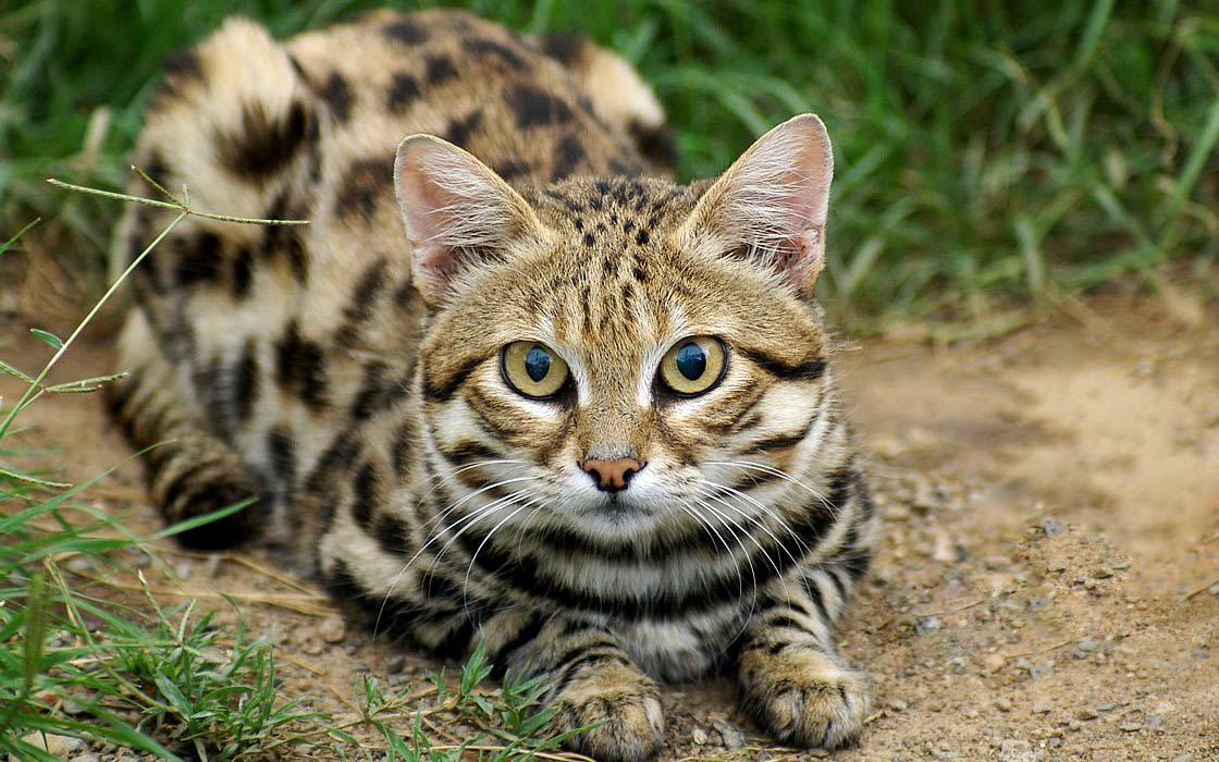 Black footed Cat Felis Nigripes DinoAnimals Black footed Cat Felis Nigripes DinoAnimals