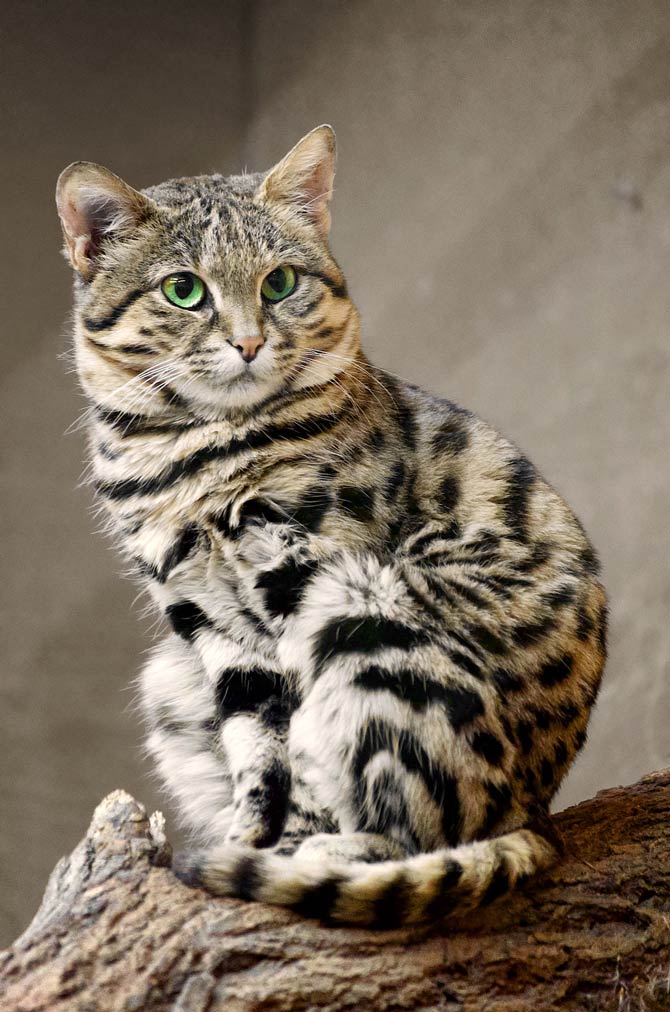 Black-footed cat (Felis nigripes)