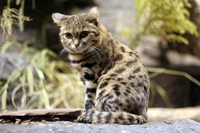 African spotted hot sale cat