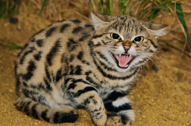 Black Footed Cat Felis Nigripes