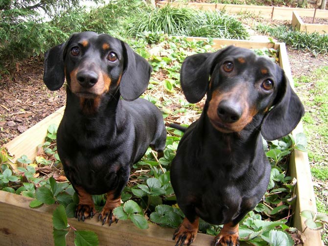 Dachshund – wiener dog, badger dog, sausage dog | DinoAnimals.com