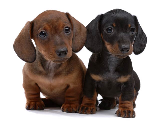 is a dachshund a weiner dog