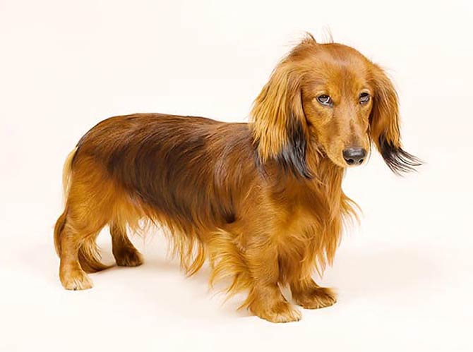 Dachshund – wiener dog