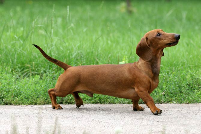 Dachshund wiener dog badger dog sausage dog DinoAnimals