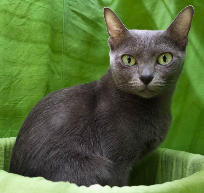 Korat – intriguing cat | DinoAnimals.com