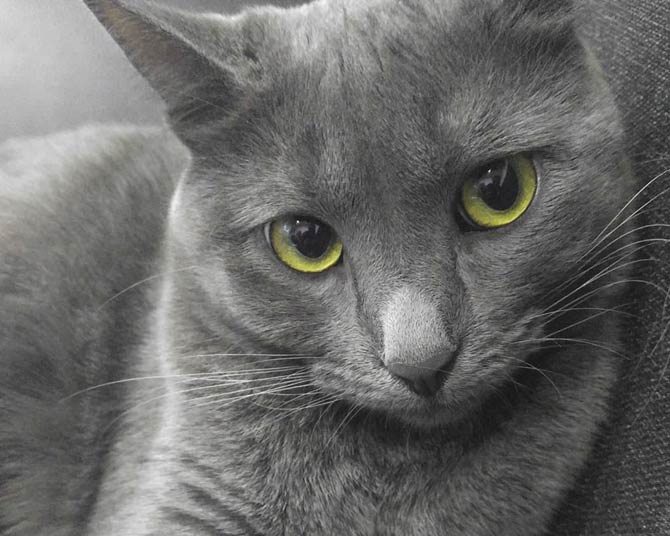 Korat – intriguing cat | DinoAnimals.com