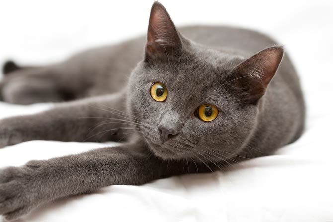 Korat – intriguing cat | DinoAnimals.com