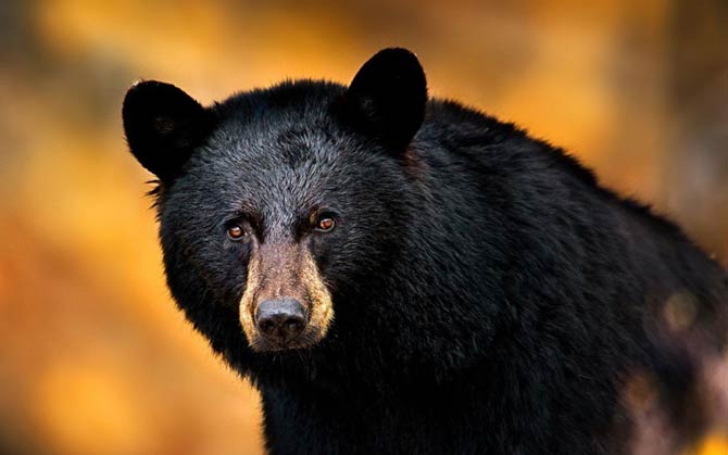 American black bear (Ursus americanus)