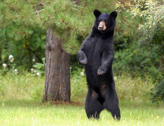 American Black Bear - Ursus americanus - NatureWorks