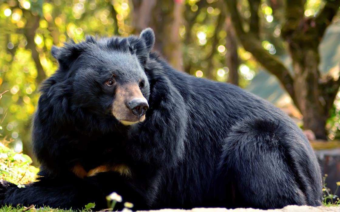 Asian black bear – moon bear 