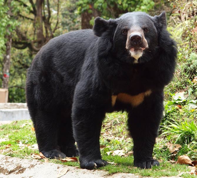 Asiatic Black Bear