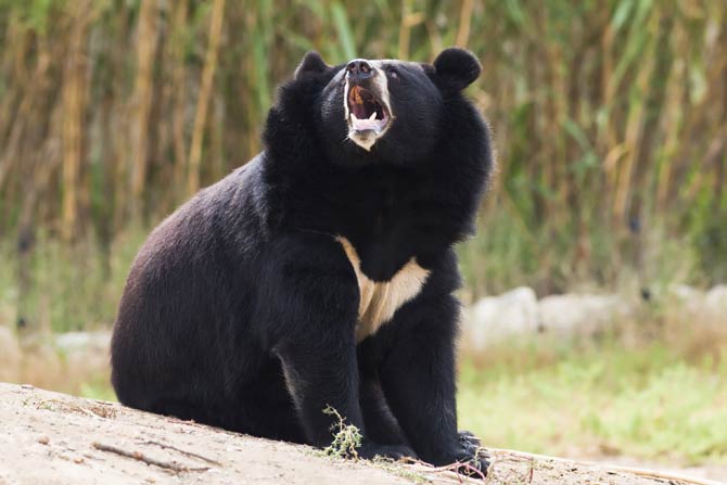 asiatic black bear wallpaper