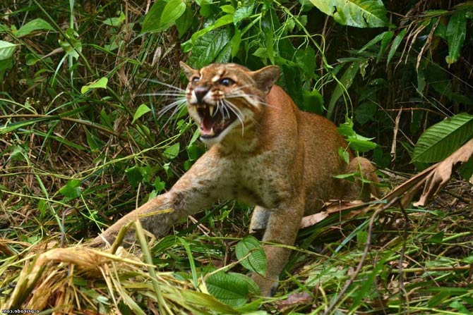 Bay cat – a mysterious cat from Borneo | DinoAnimals.com