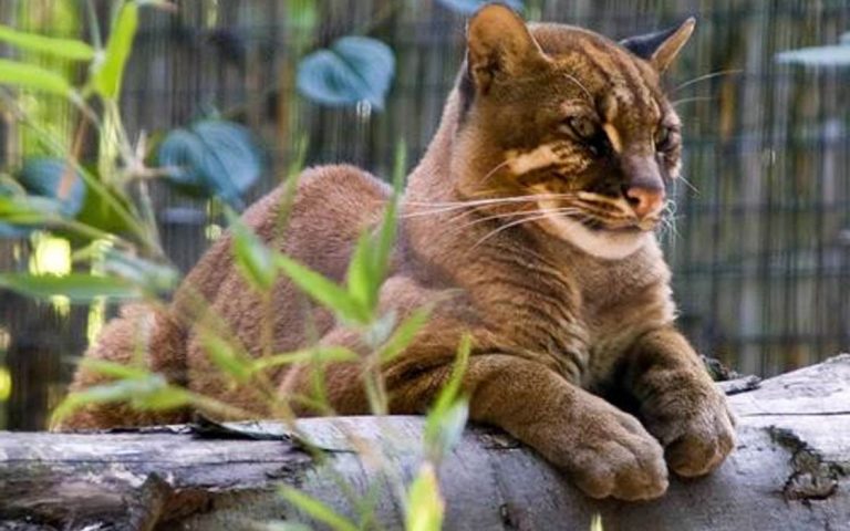 Bay cat – a mysterious cat from Borneo | DinoAnimals.com