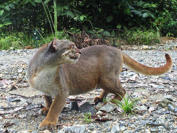 Bay cat – a mysterious cat from Borneo | DinoAnimals.com