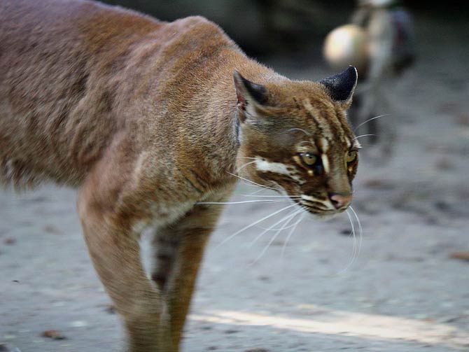 Bay cat – a mysterious cat from Borneo | DinoAnimals.com