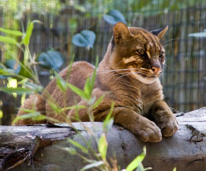 Bay cat – a mysterious cat from Borneo | DinoAnimals.com