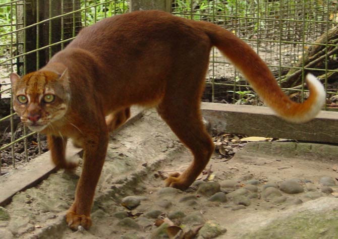 Bay cat – a mysterious cat from Borneo | DinoAnimals.com