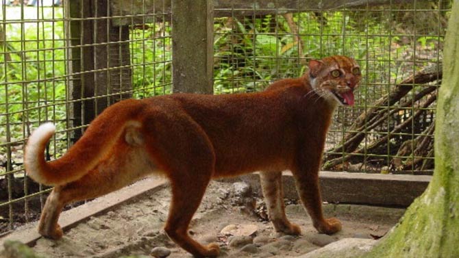 Bay cat – a mysterious cat from Borneo | DinoAnimals.com