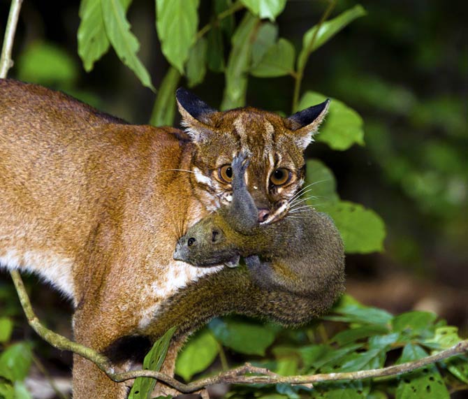 Bay cat – a mysterious cat from Borneo | DinoAnimals.com