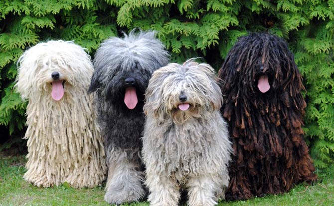 Puli dog hot sale dogs