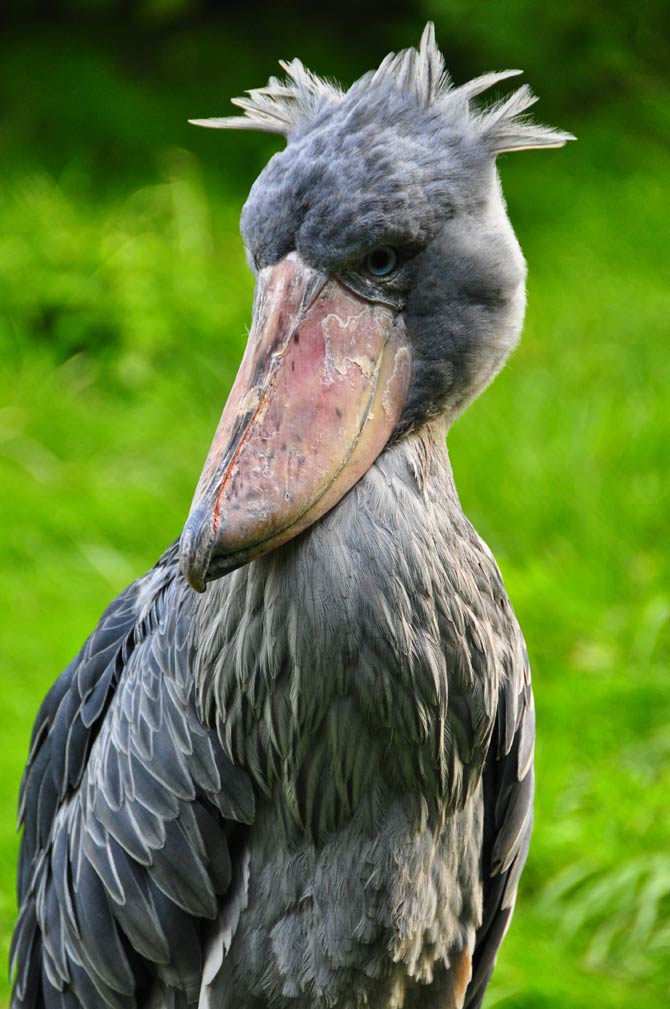 Human for scale : ShoebillStorks  Shoebill bird, Shoebill, Beautiful birds