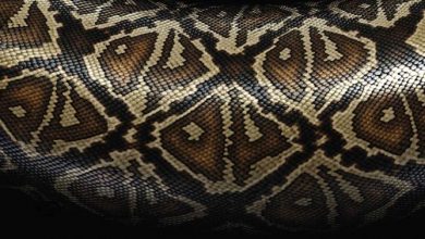 Snakeskin And Its Applications 