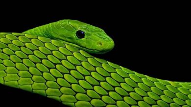 Snakeskin and its applications | DinoAnimals.com