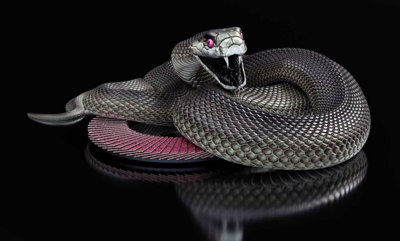 Venomous Snakes | DinoAnimals.com