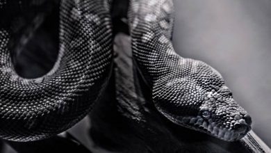 Snakeskin and its applications | DinoAnimals.com