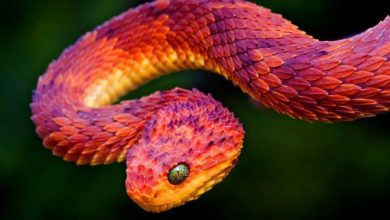 Snakeskin and its applications | DinoAnimals.com