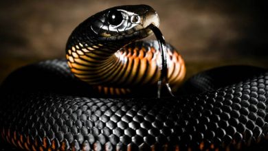 Snakeskin and its applications | DinoAnimals.com