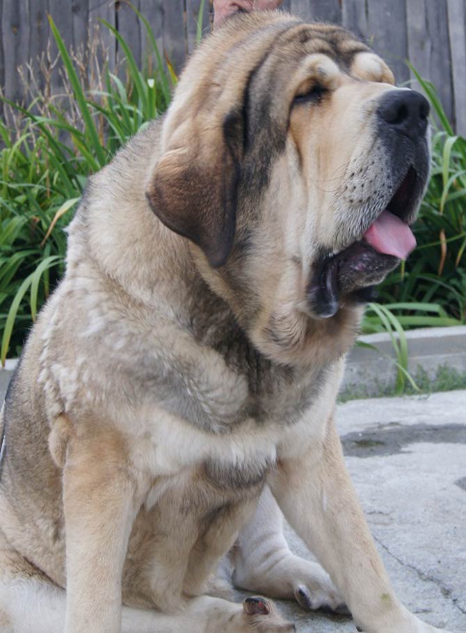 Spanish mastiff hot sale weight