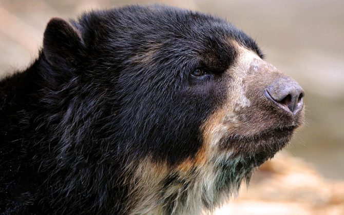 Spectacled bear – Andean bear | DinoAnimals.com