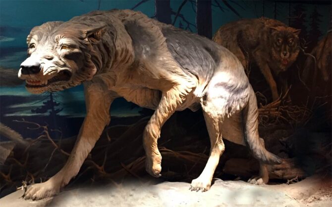 Dire wolf (Aenocyon dirus / Canis dirus) | DinoAnimals.com