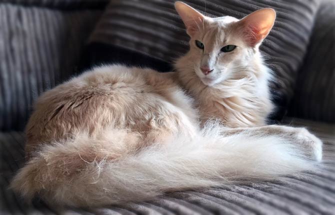 Oriental 2024 longhair cat