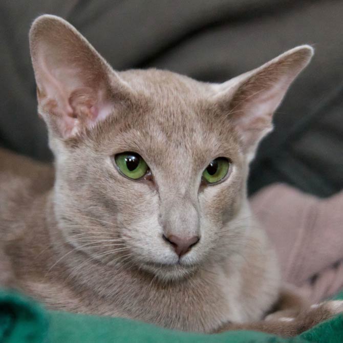 Chestnut oriental hot sale shorthair