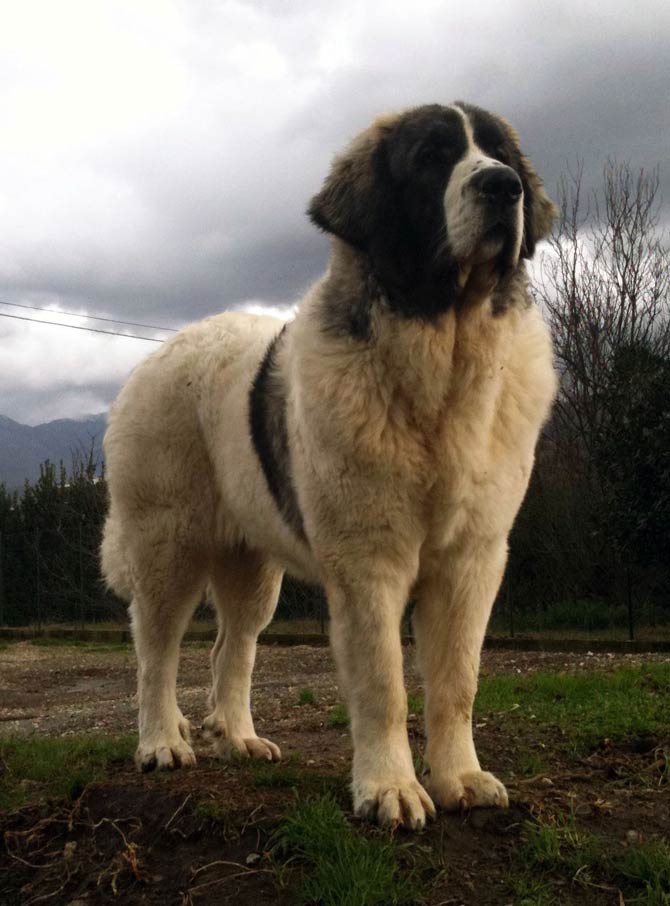 Pyrenean Mastiff