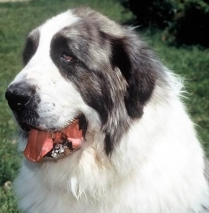 Pyrenean Mastiff