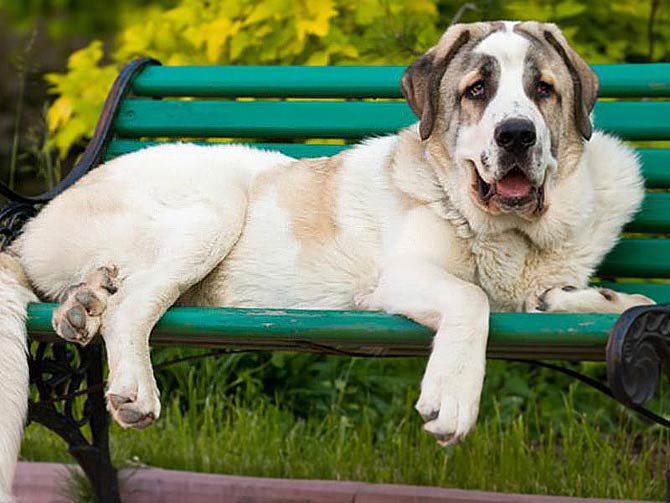 Pyrenean Mastiff