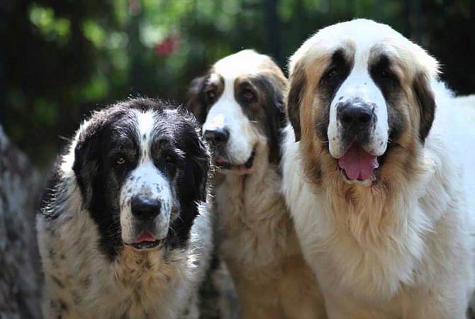 Pyrenean Mastiffs