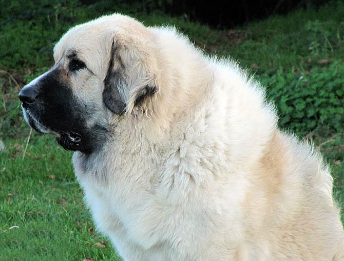 Pyrenean Mastiff