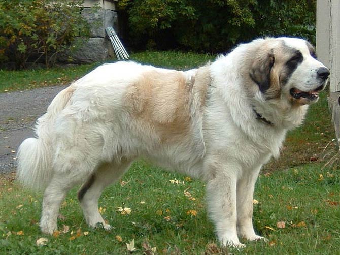 Pyrenean Mastiff